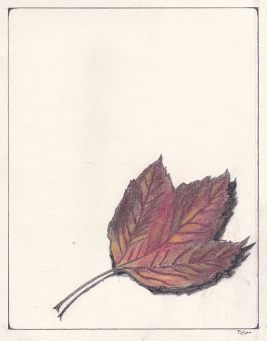 The last leaf by Glandarius